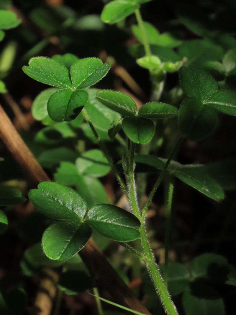 Oxalis fendleri