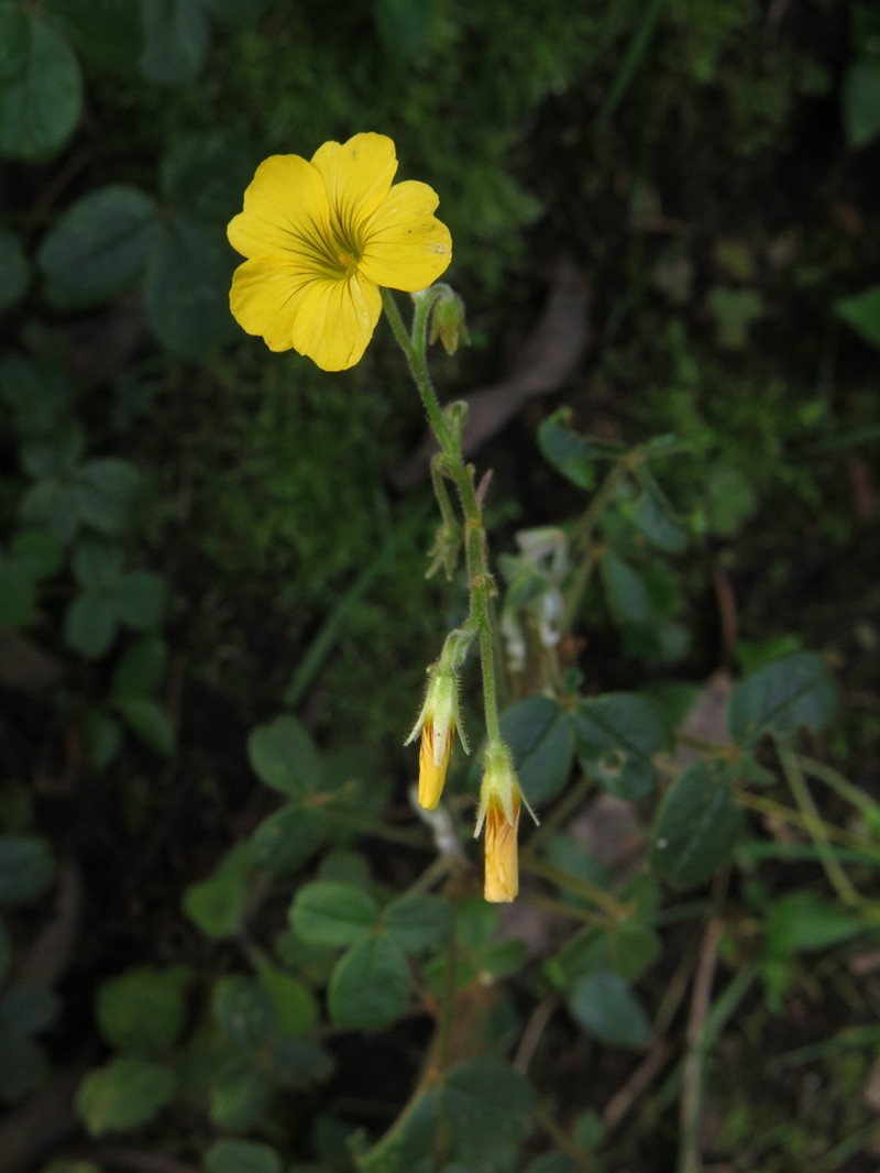Oxalis fendleri photo 2