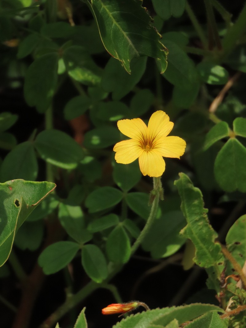 Oxalis fendleri photo 3