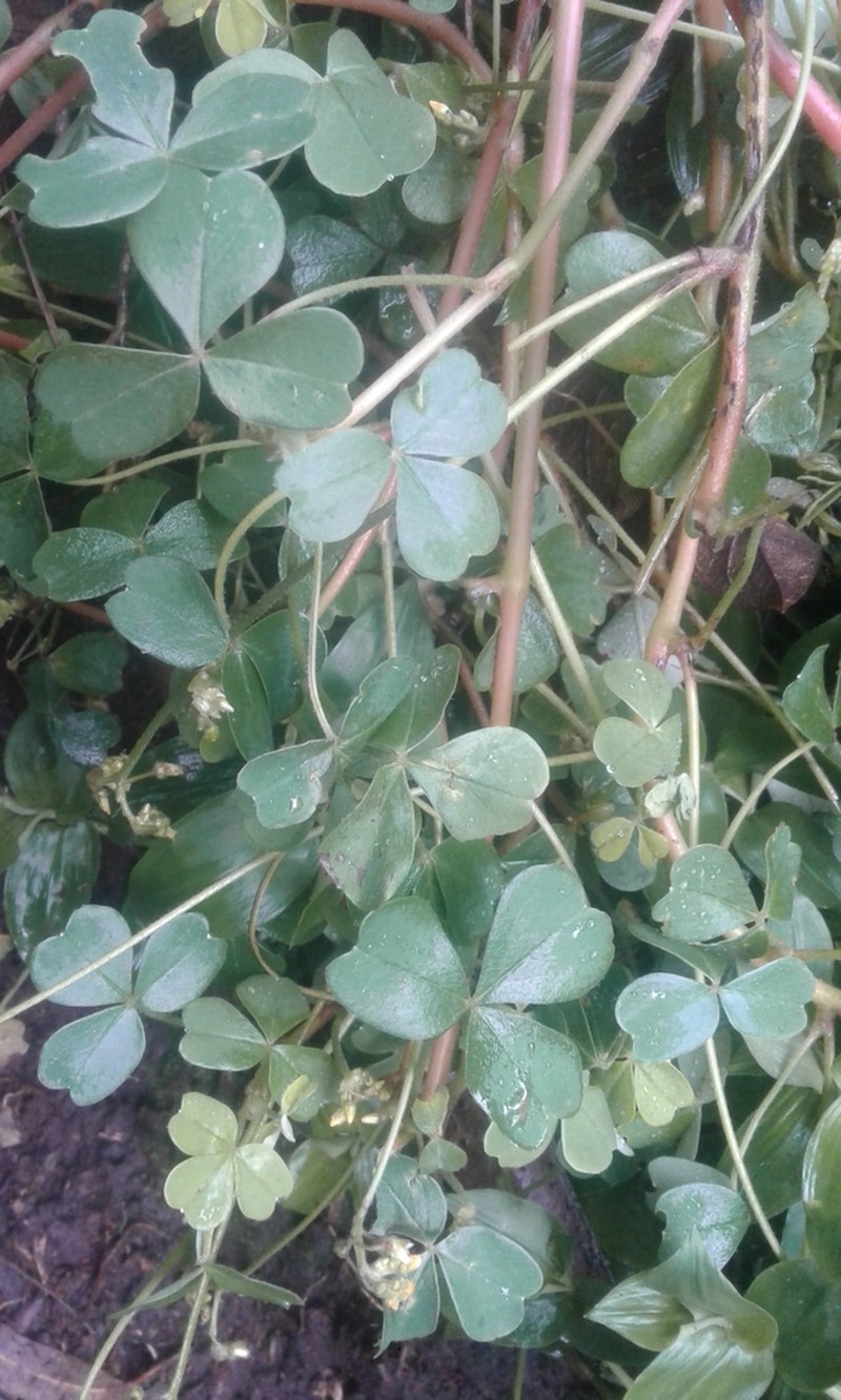 Oxalis fendleri photo 4