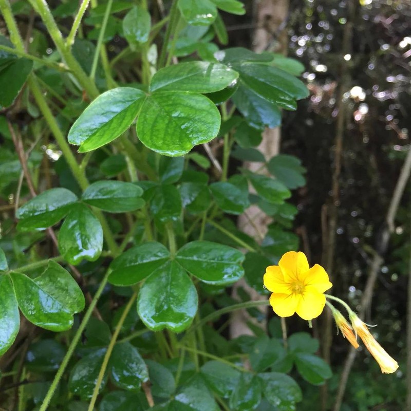 Oxalis fendleri photo 5