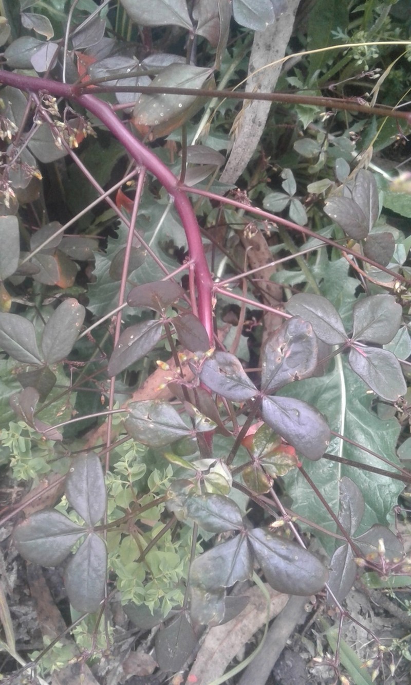 Oxalis fendleri photo 6