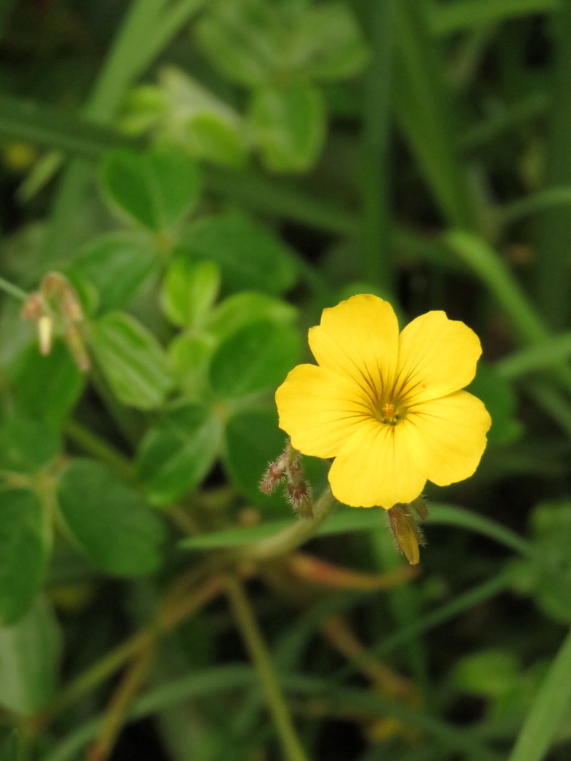 Oxalis fendleri photo 7