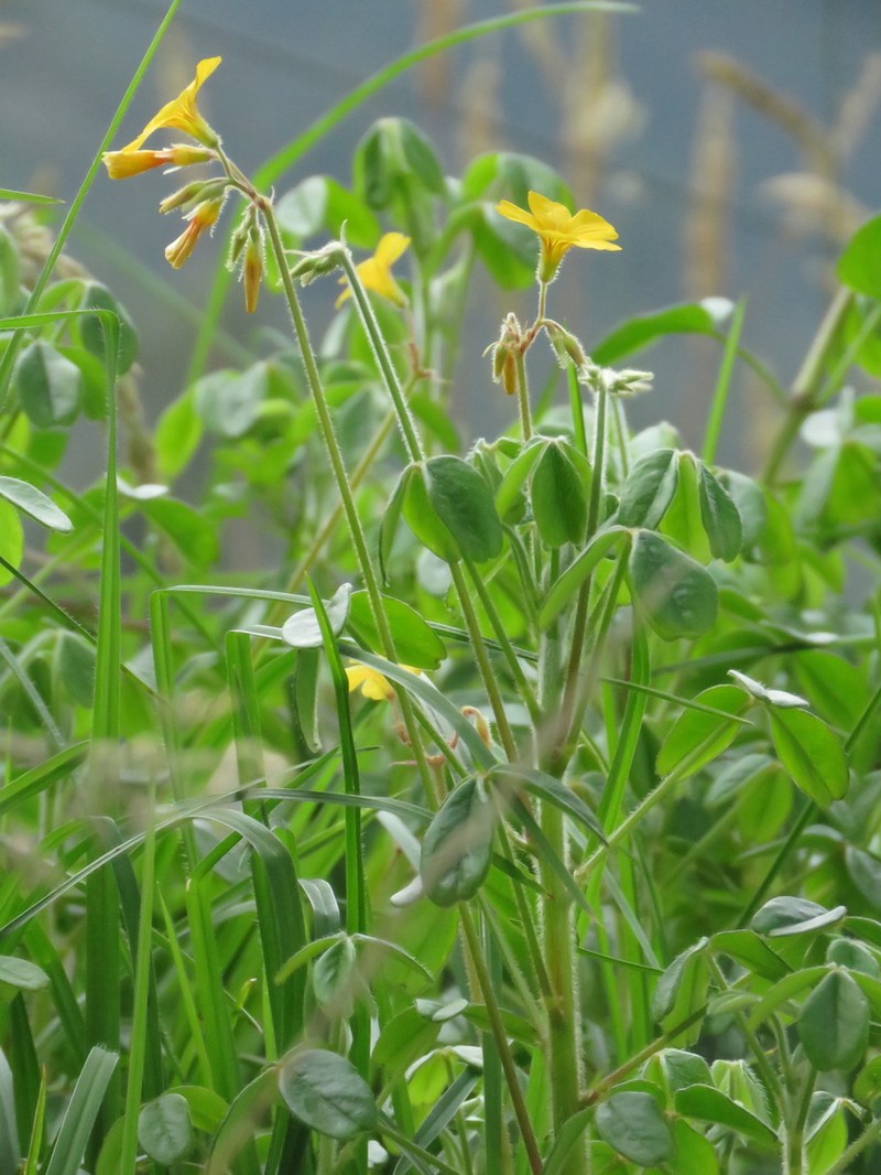 Oxalis fendleri photo 8