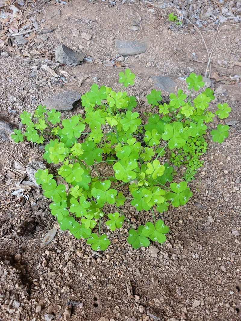 Oxalis fenestrata