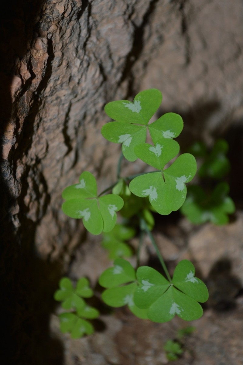 Oxalis fenestrata photo 2