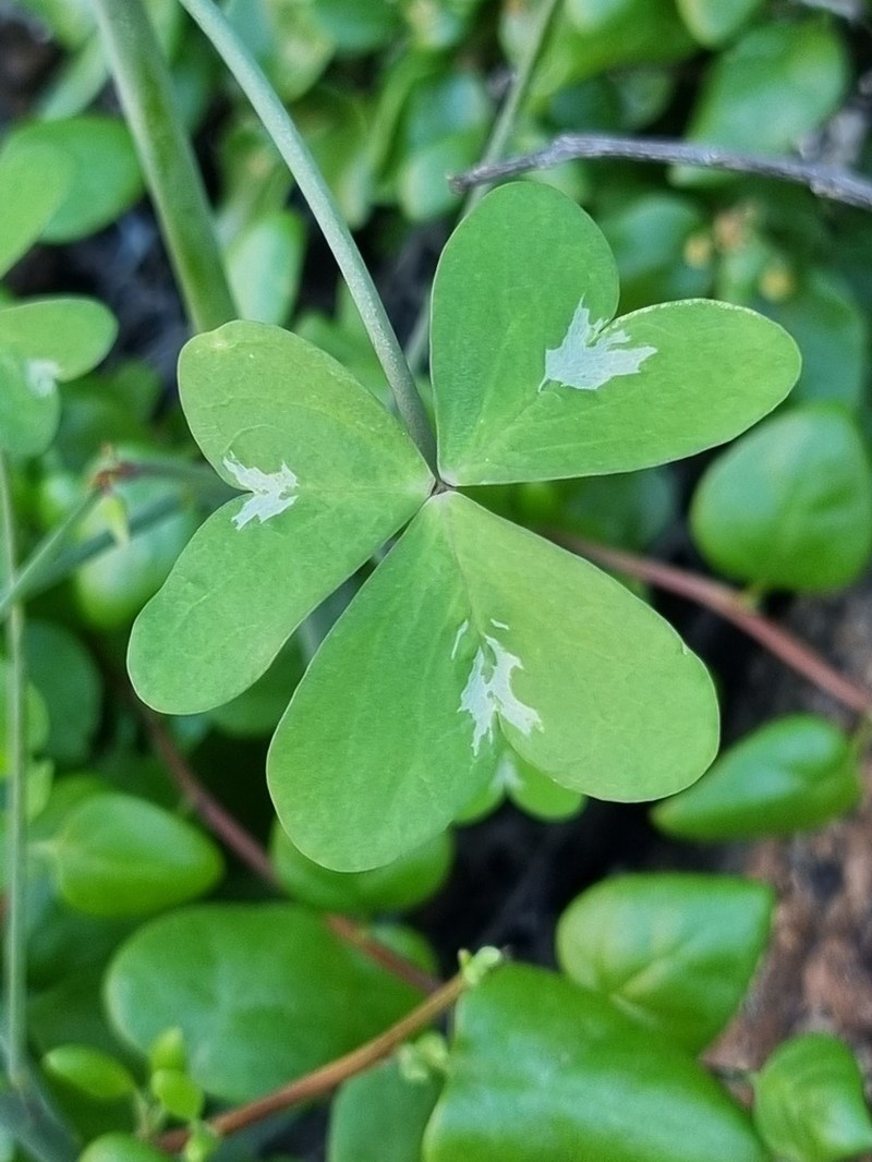 Oxalis fenestrata photo 3