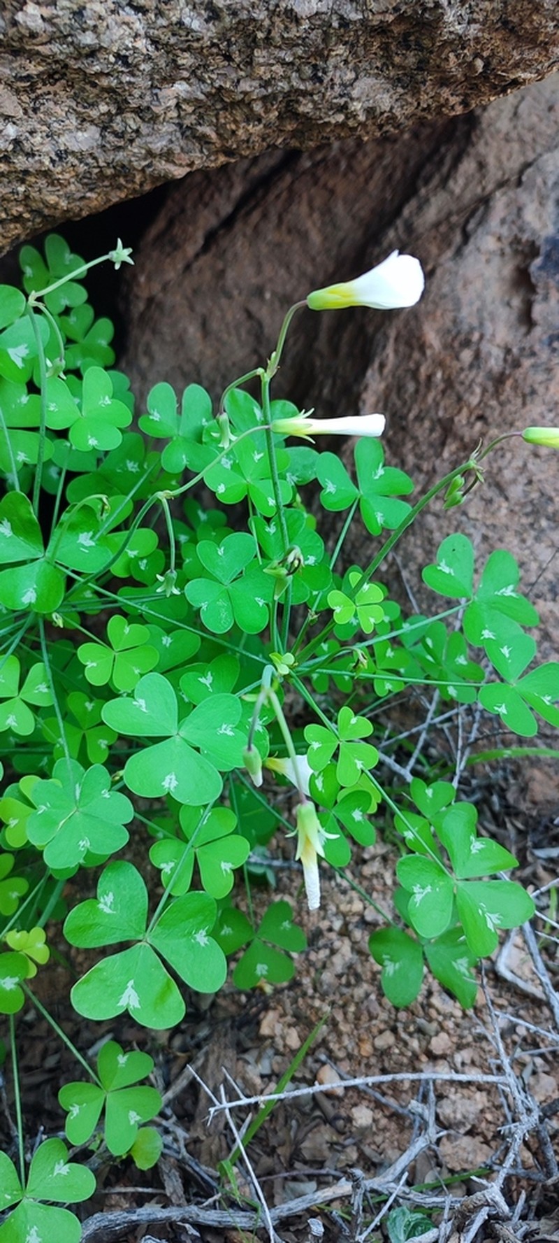 Oxalis fenestrata photo 4