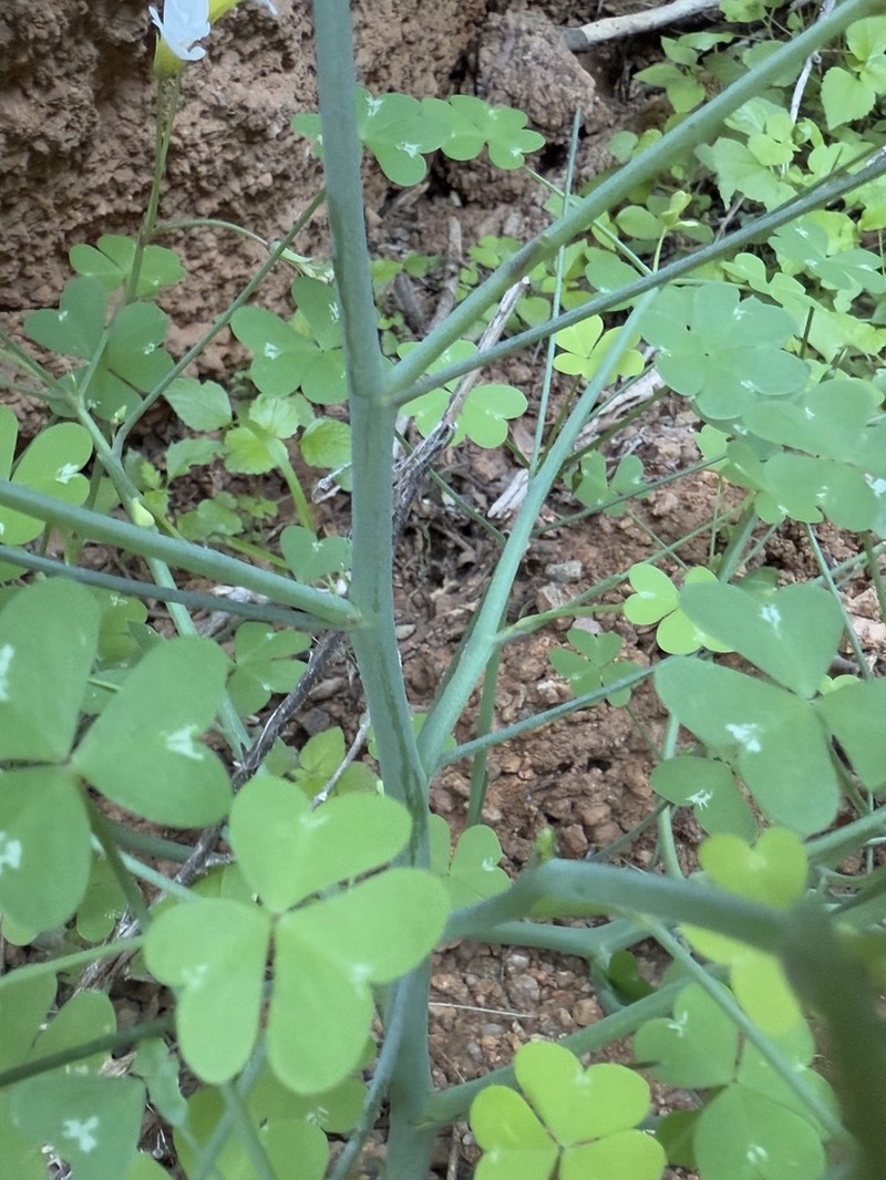 Oxalis fenestrata photo 5