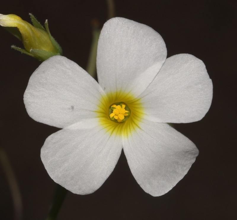 Oxalis fenestrata photo 6
