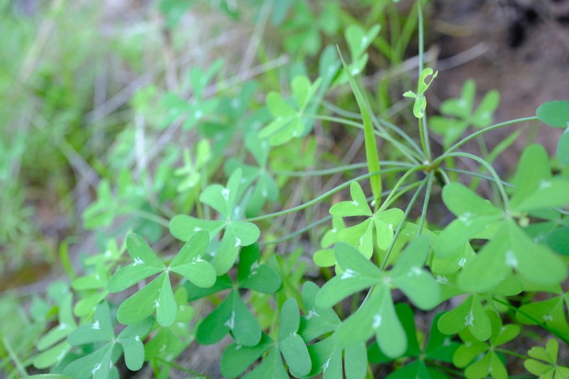 Oxalis fenestrata photo 7