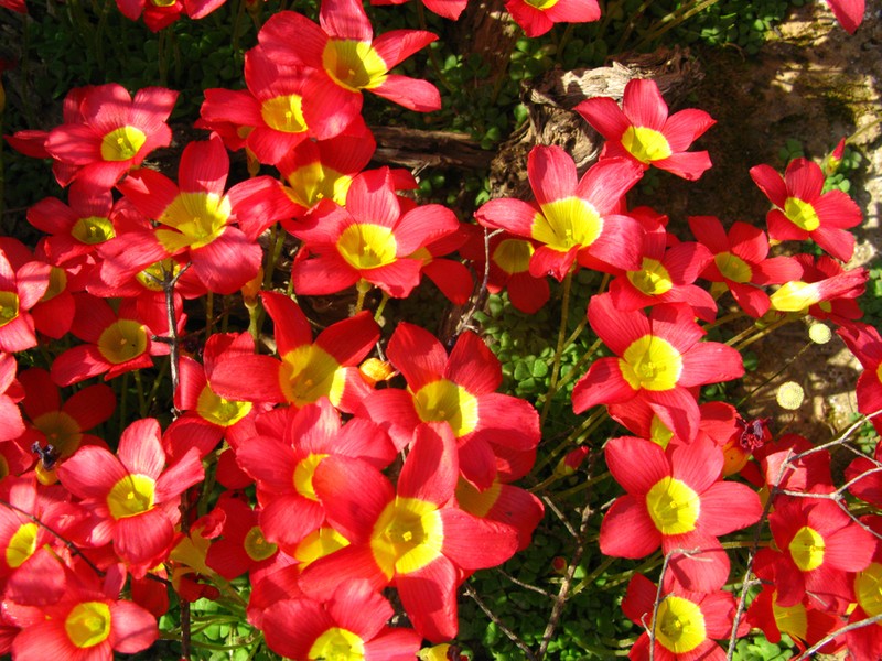 Oxalis fergusoniae