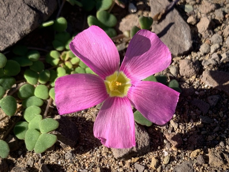 Oxalis fergusoniae photo 2
