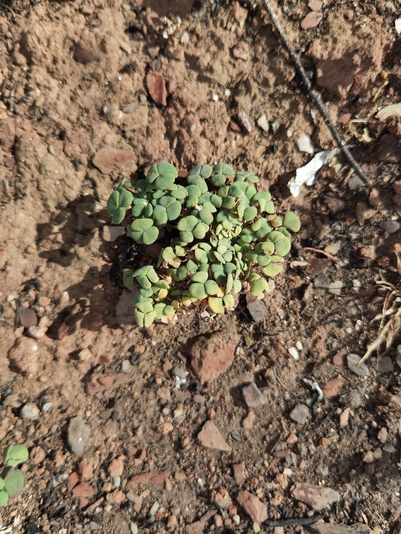 Oxalis fergusoniae photo 3