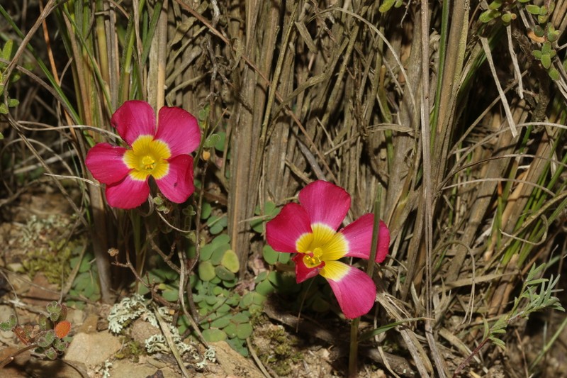 Oxalis fergusoniae photo 4