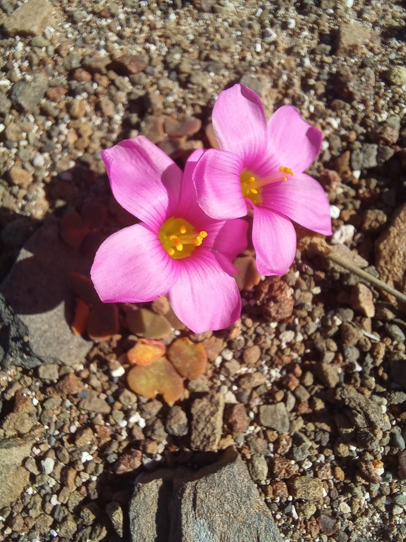Oxalis fergusoniae photo 5