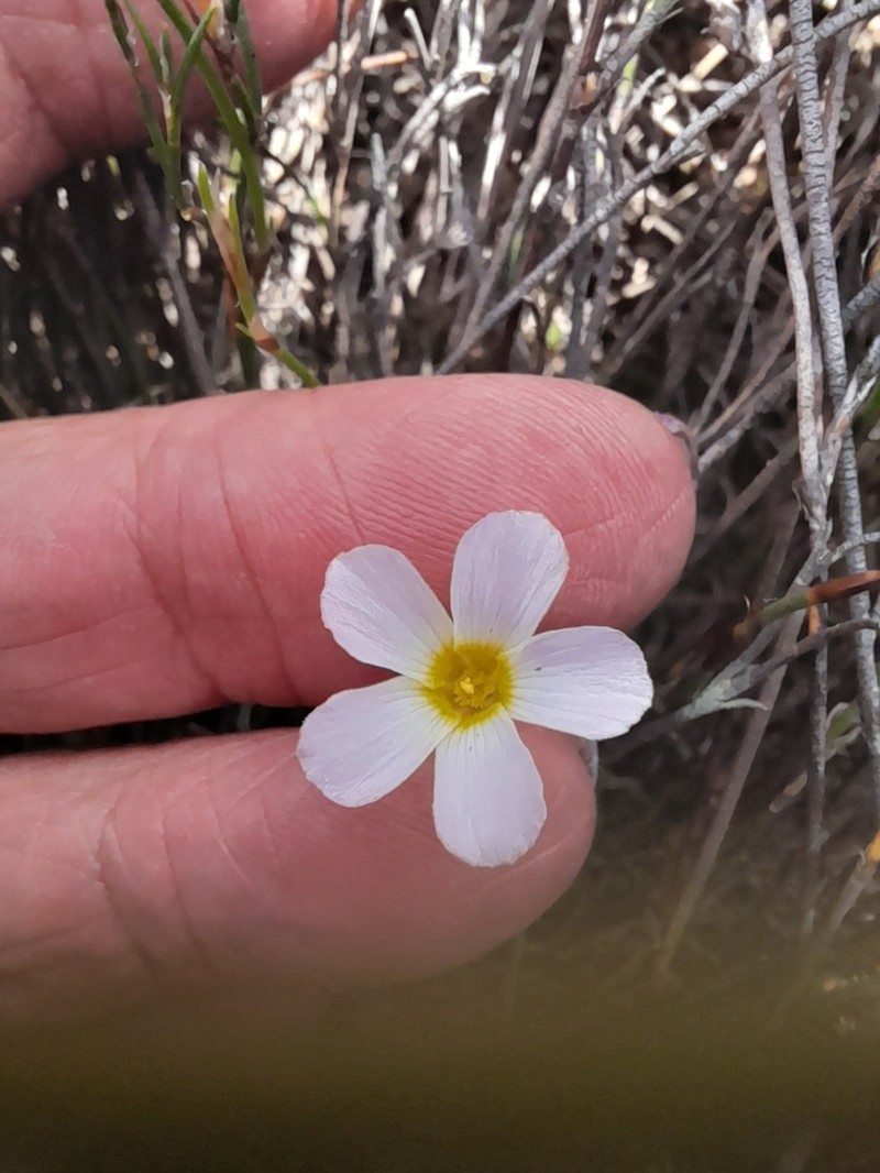 Oxalis fergusoniae photo 6