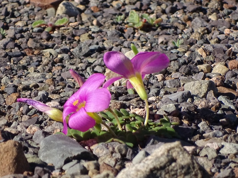 Oxalis fergusoniae photo 7