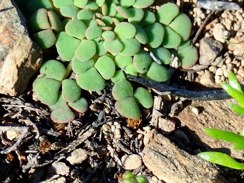 Oxalis fergusoniae photo 8