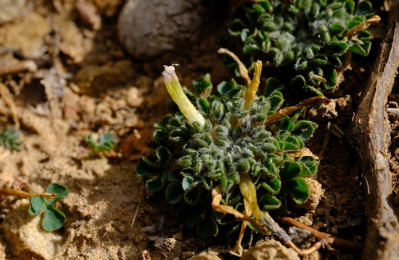 Oxalis fibrosa photo 2