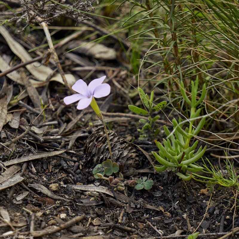 Oxalis fibrosa photo 3