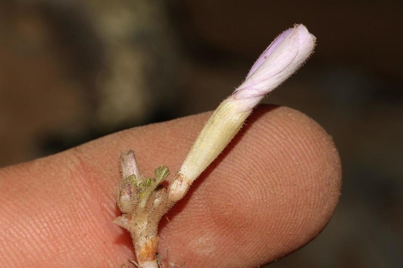 Oxalis fibrosa photo 4