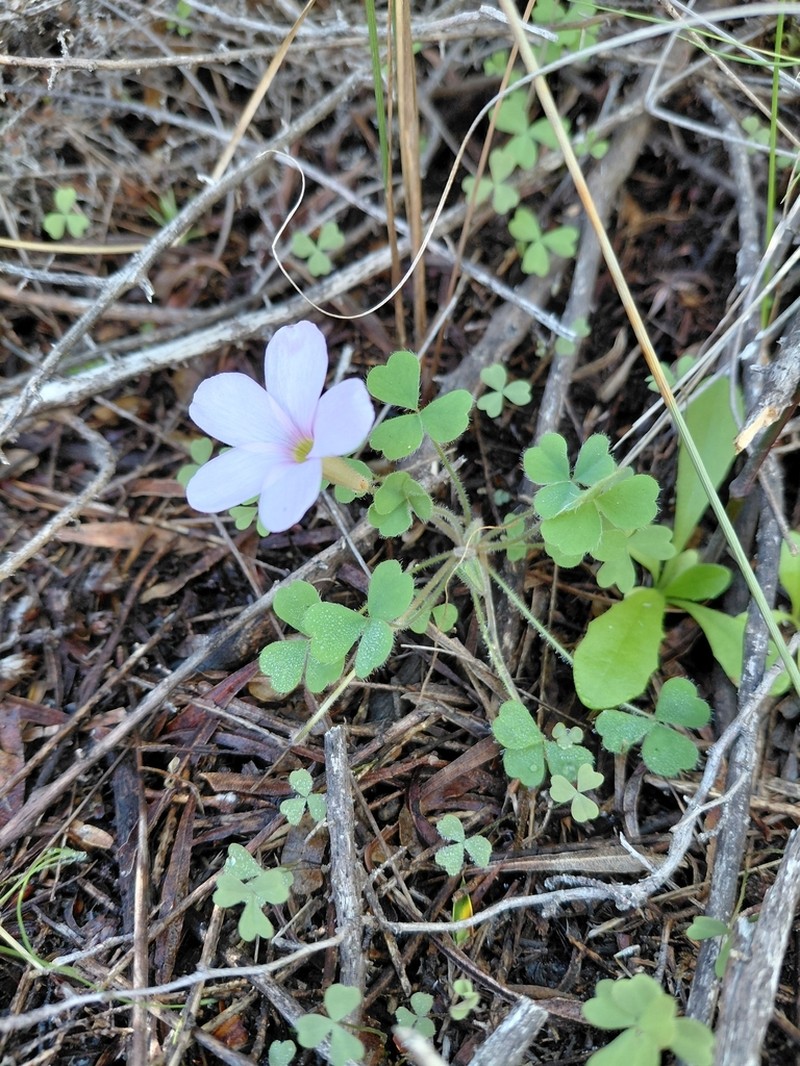 Oxalis fibrosa photo 5