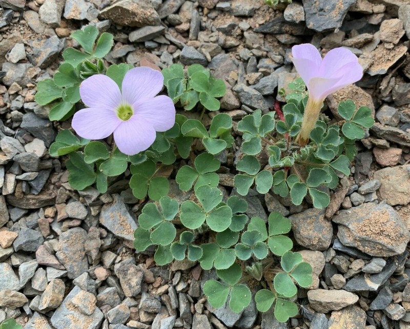 Oxalis fibrosa photo 6