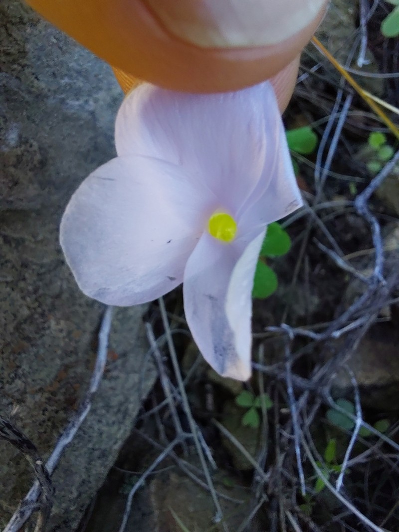 Oxalis fibrosa photo 7