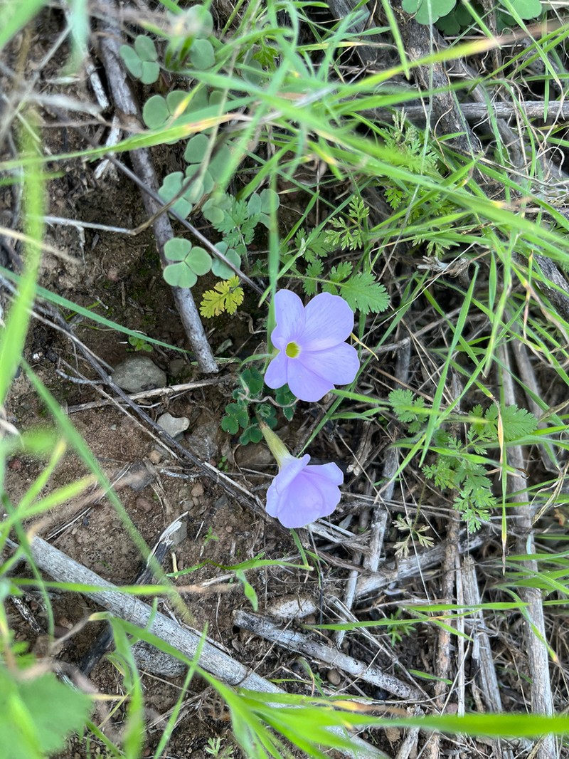 Oxalis fibrosa photo 8