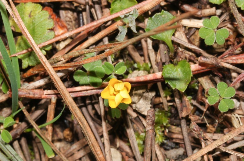 Oxalis filiformis
