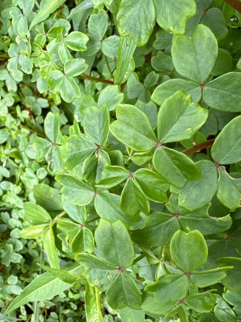 Oxalis filiformis photo 2