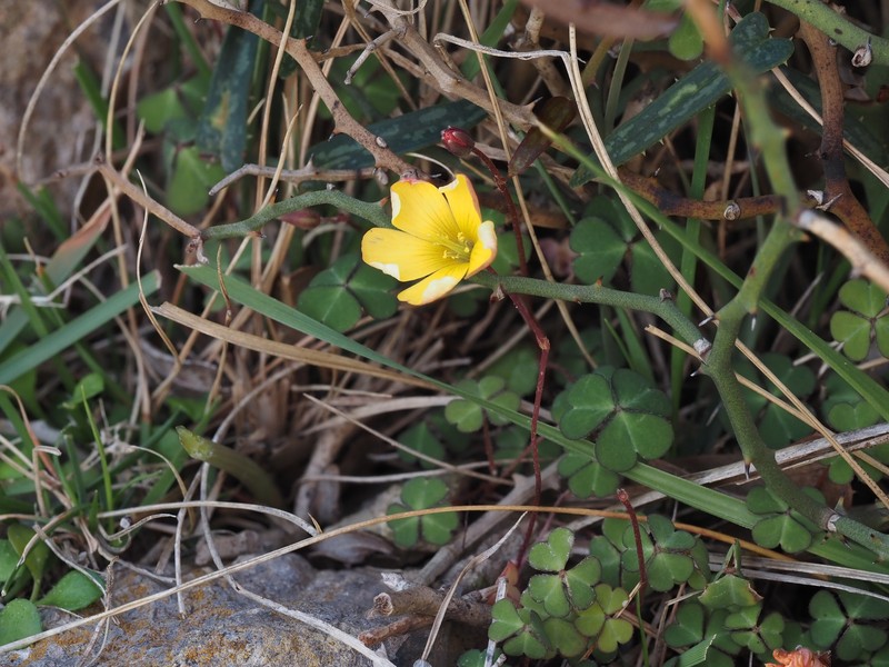 Oxalis filiformis photo 3
