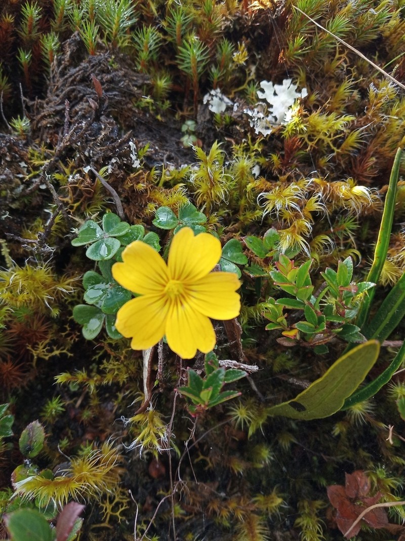 Oxalis flagellata