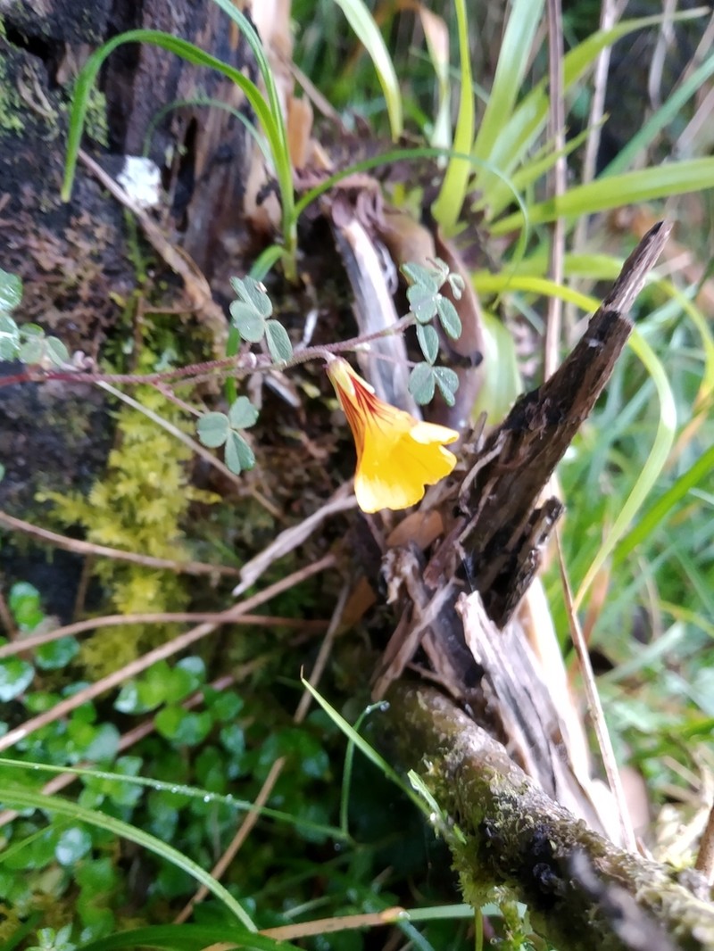 Oxalis flagellata photo 2