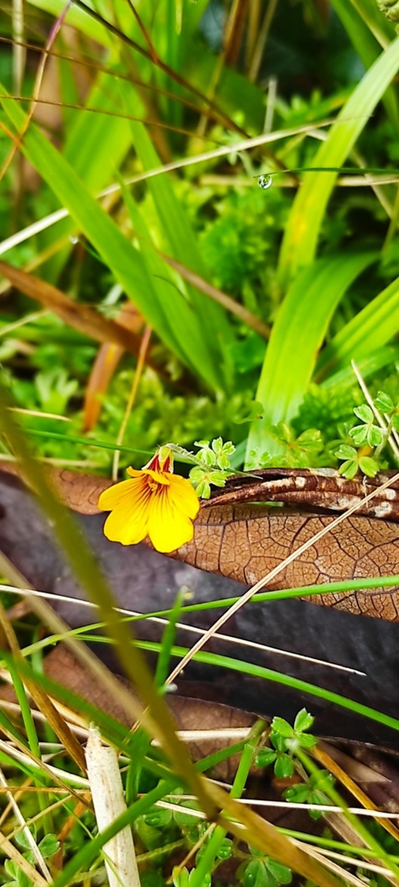 Oxalis flagellata photo 3