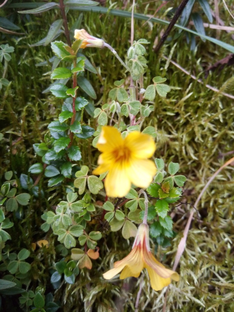Oxalis flagellata photo 4