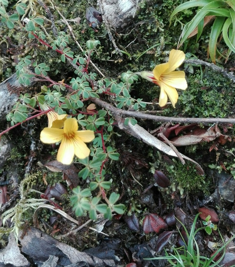 Oxalis flagellata photo 5