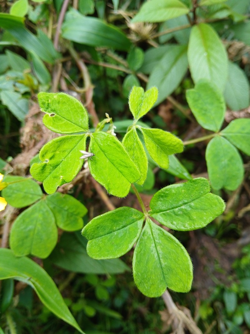 Oxalis flagellata photo 6