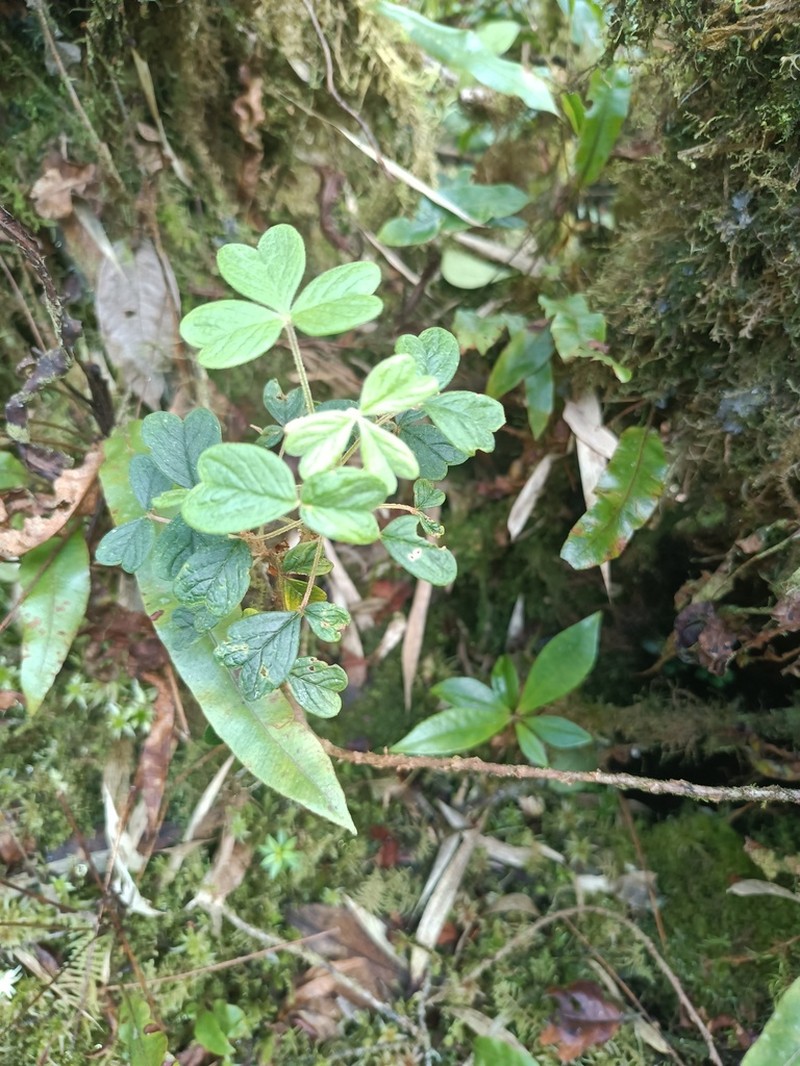 Oxalis flagellata photo 7