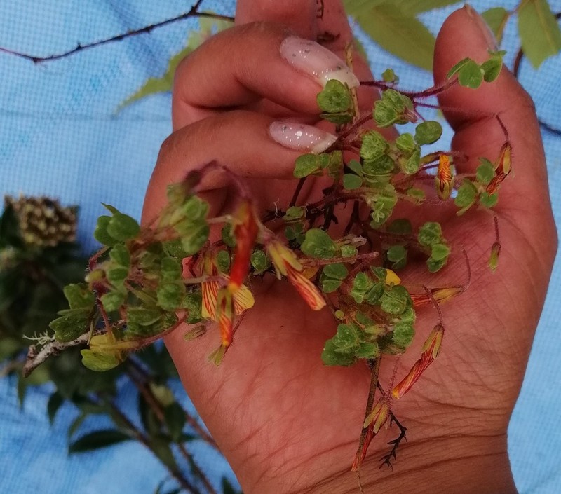 Oxalis flagellata photo 8