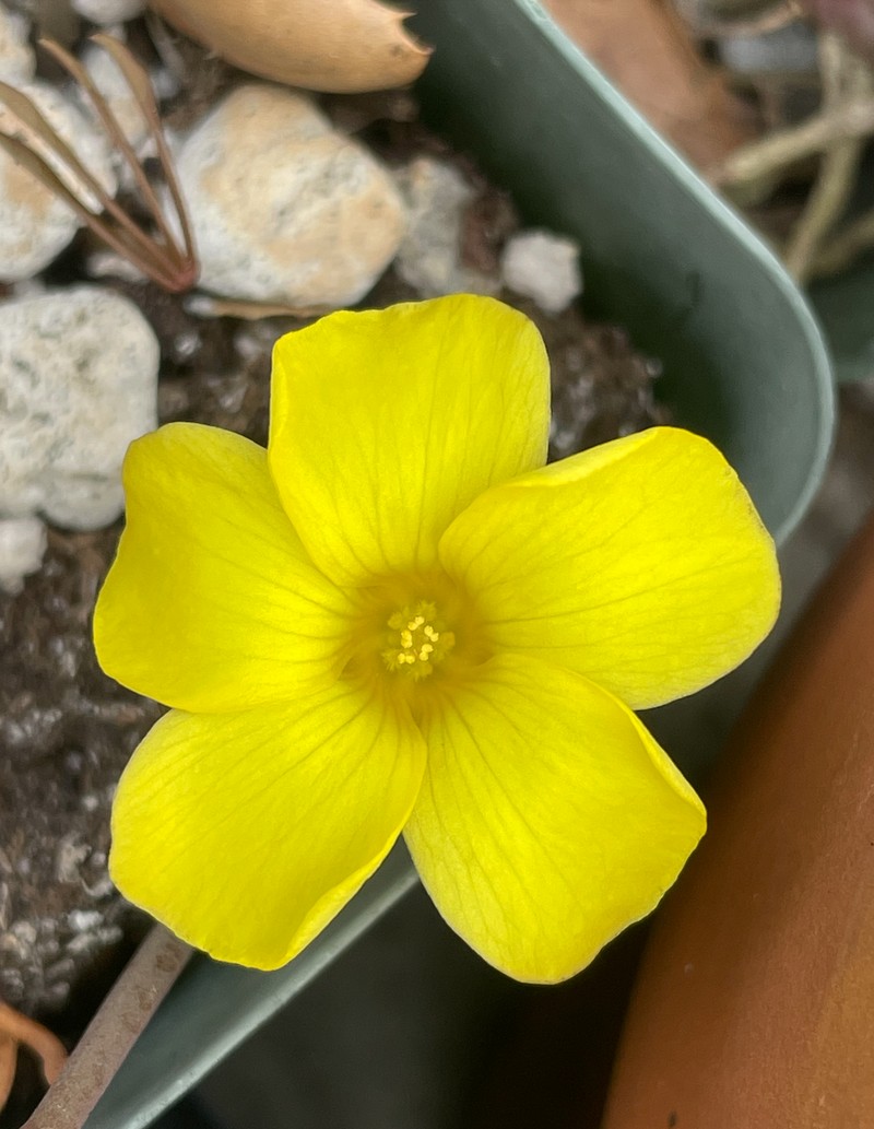 Oxalis flava