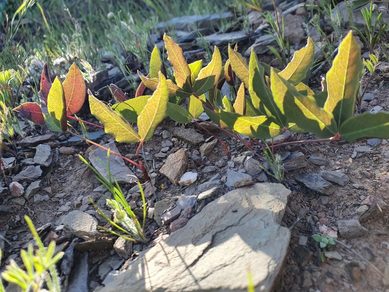 Oxalis flava photo 4