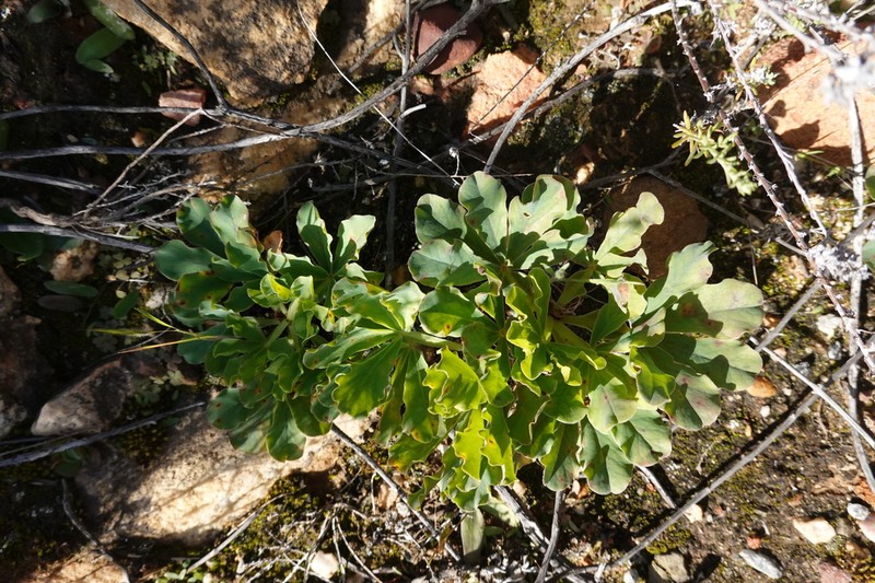 Oxalis flava photo 5