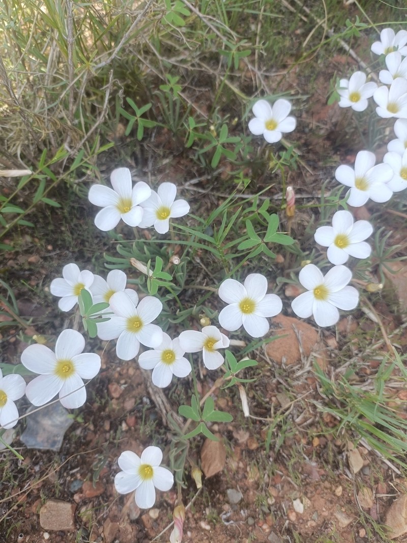 Oxalis flava photo 6