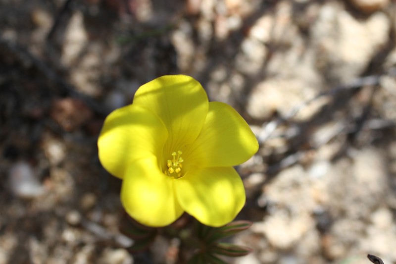 Oxalis flava var. flava