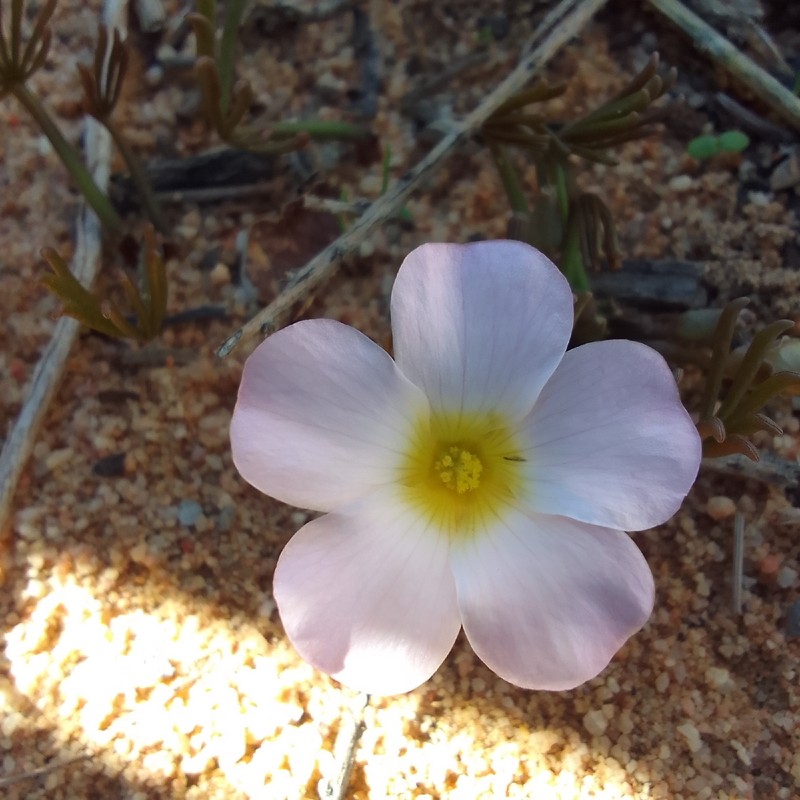 Oxalis flava var. flava photo 2