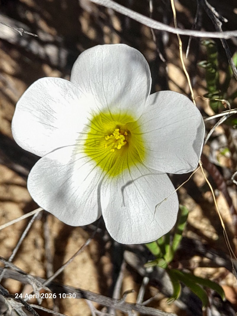 Oxalis flava var. flava photo 3