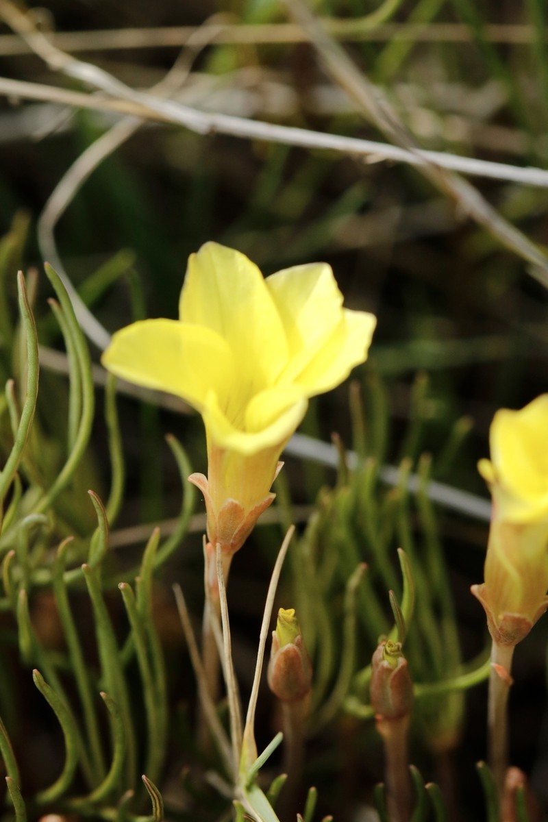 Oxalis flava var. flava photo 4