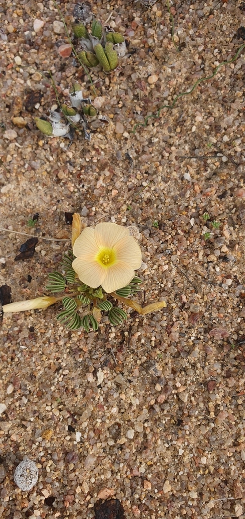 Oxalis flaviuscula